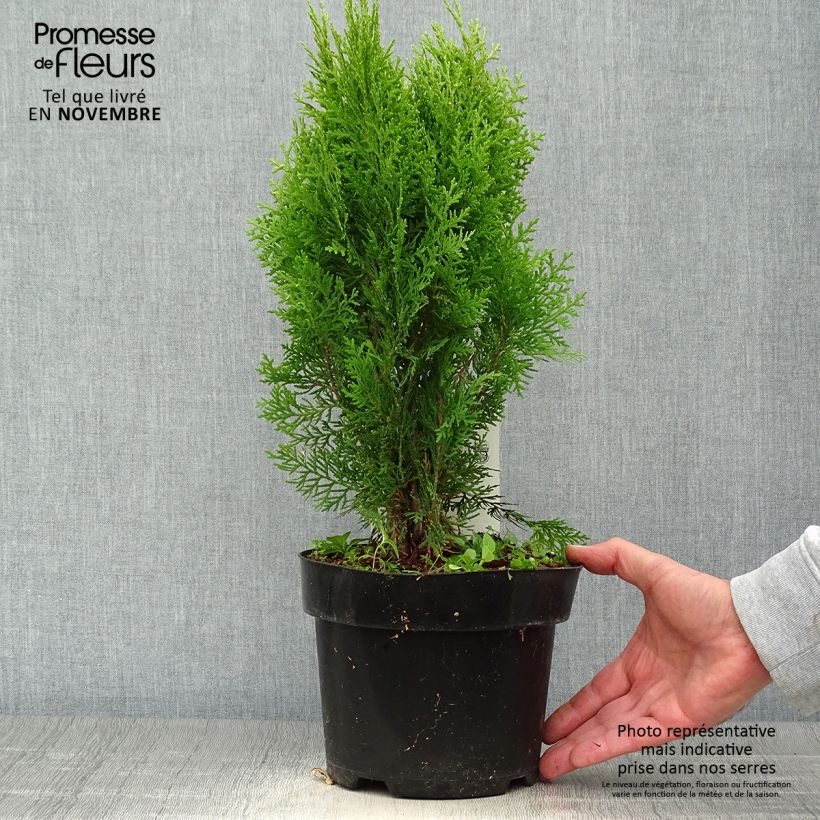 Amostra de Platycladus orientalis Aurea Nana Vaso de 2 L/3 L tal como entregue no outono