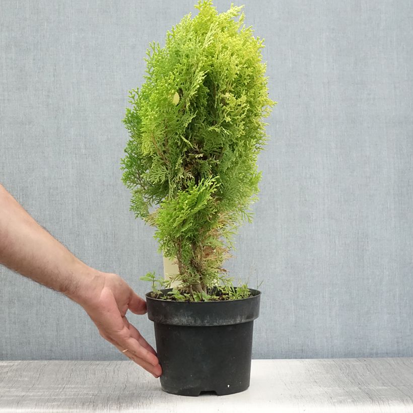 Amostra de Platycladus orientalis Aurea Nana Vaso de 2 L/3 L tal como entregue no verão