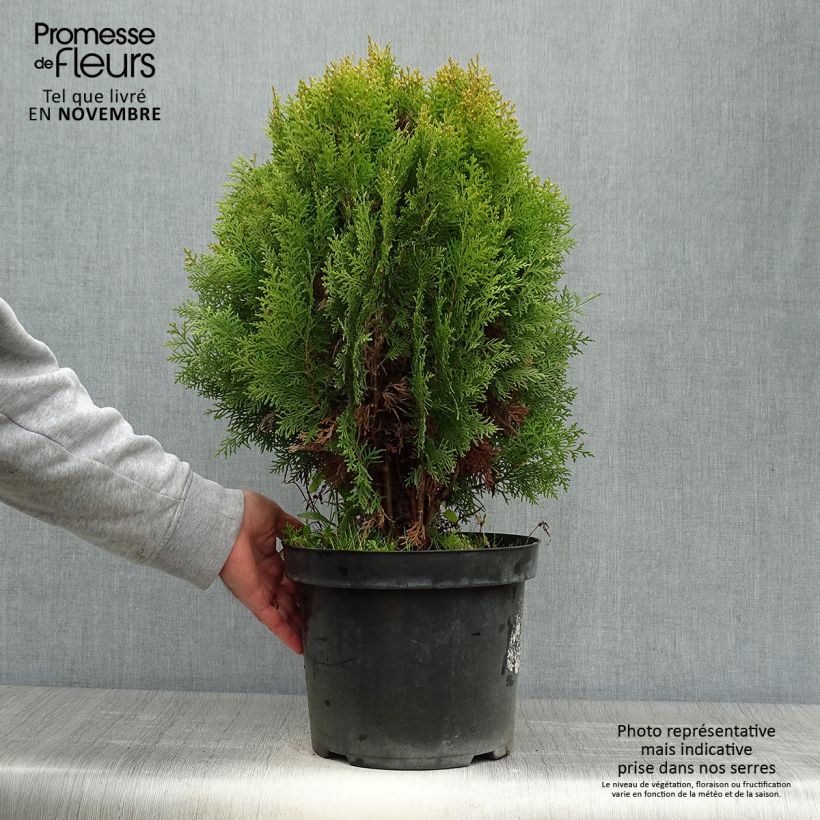 Amostra de Platycladus orientalis Aurea Nana Vaso de 7,5 L/10 L tal como entregue no outono