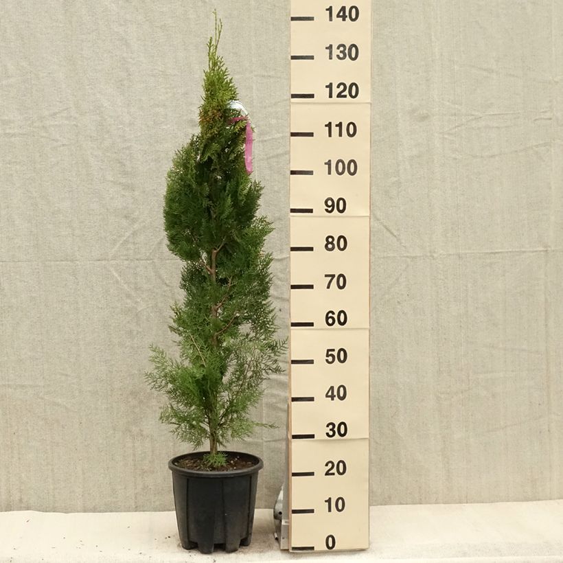 Amostra de Thuya d'Orient - Thuja orientalis Pyramidalis Aurea Vaso de 7,5 L/10 L tal como entregue na primavera