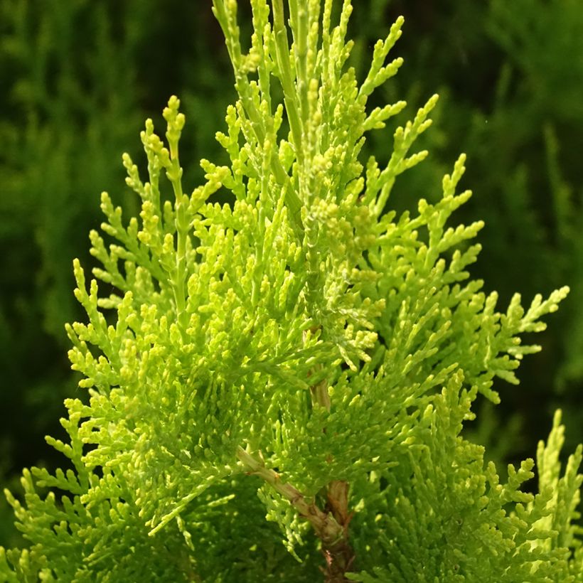 Thuja orientalis Pyramidalis Aurea - Tuia-oriental (Folhagem)