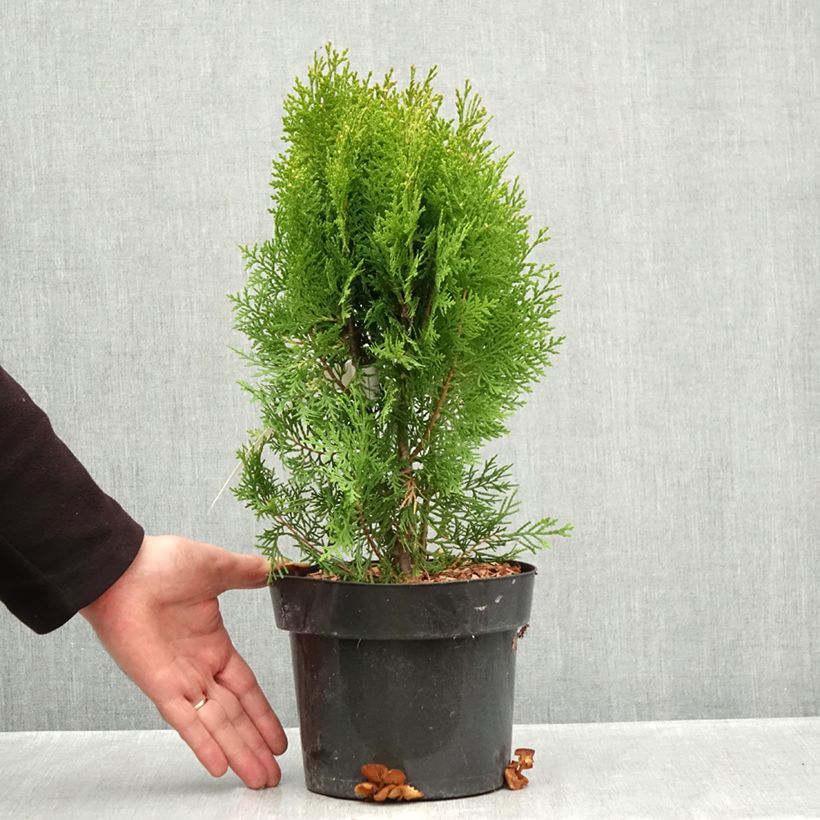 Amostra de Thuya d'Orient - Thuja orientalis Pyramidalis Aurea Vaso de 2 L/3 L tal como entregue no outono