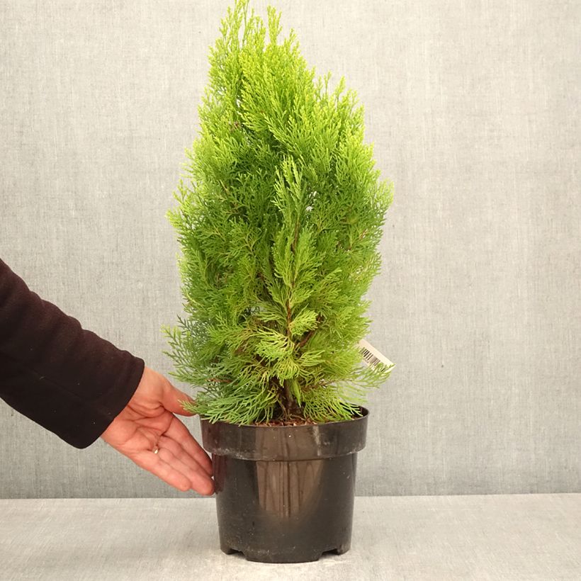 Amostra de Thuja orientalis Pyramidalis Aurea - Tuia-oriental Vaso de 2 L/3 L tal como entregue na primavera