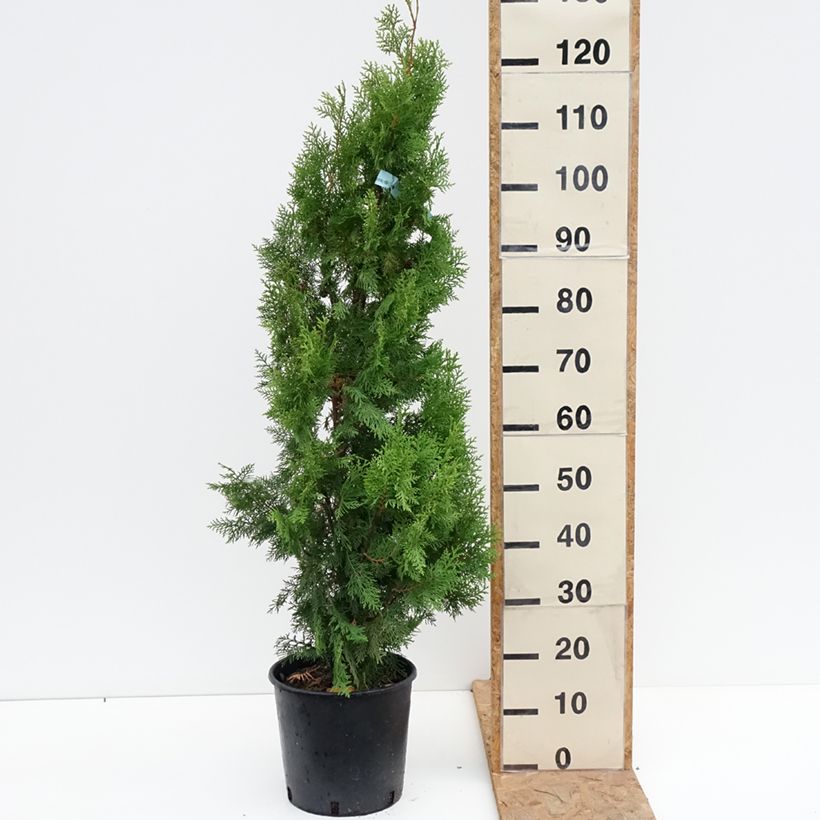 Amostra de Thuja orientalis Pyramidalis Aurea - Tuia-oriental Vaso de 7,5 L/10 L tal como entregue no outono