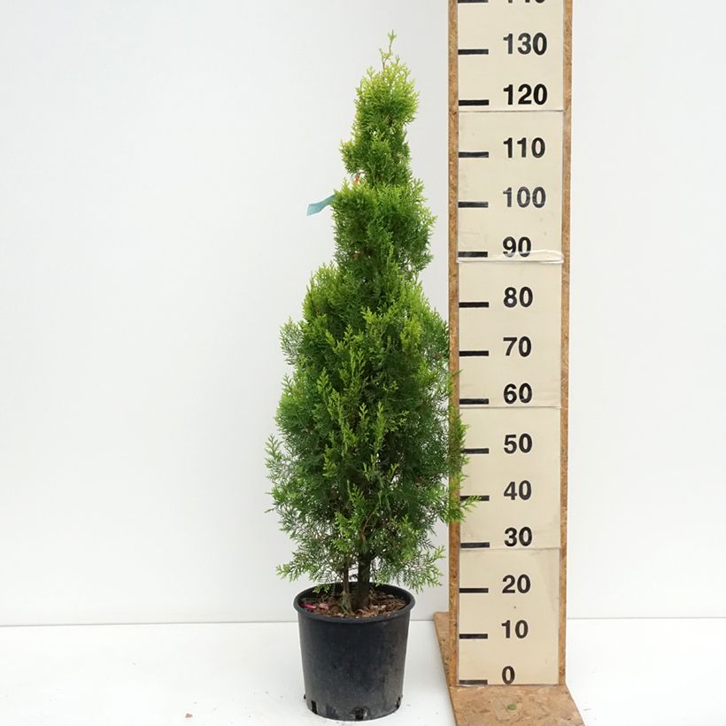 Amostra de Thuja orientalis Pyramidalis Aurea - Tuia-oriental Vaso de 7,5 L/10 L tal como entregue no verão