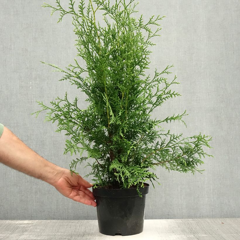 Amostra de Thuja occidentalis Brabant - Tuia-ocidental Vaso de 4 L/5 L tal como entregue no verão