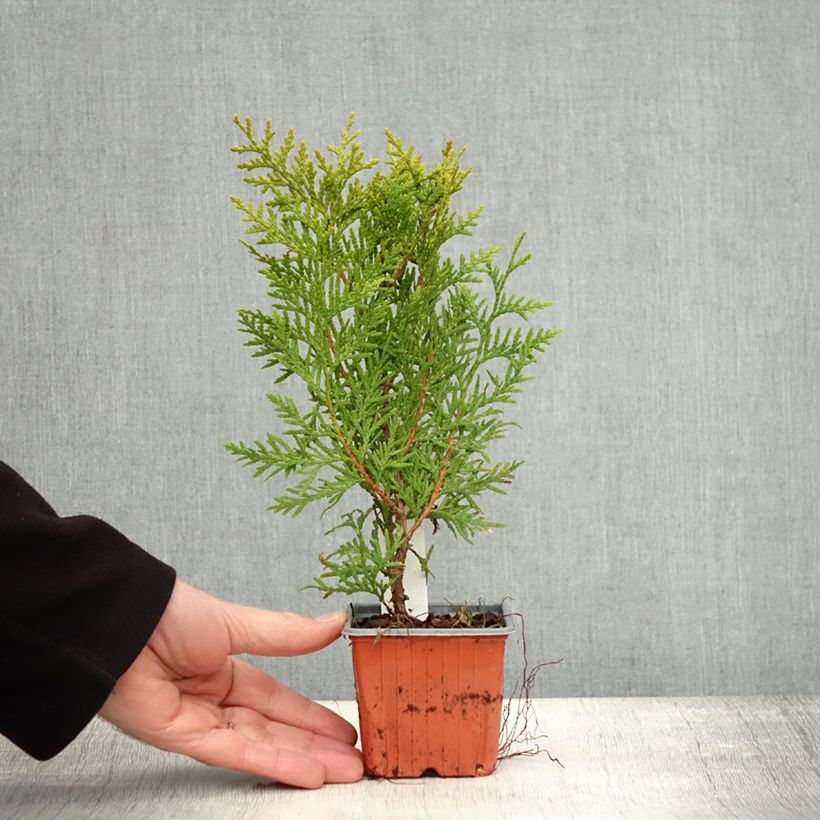Amostra de Thuja occidentalis Brabant - Tuia-ocidental Vaso de 8/9 cm tal como entregue no outono
