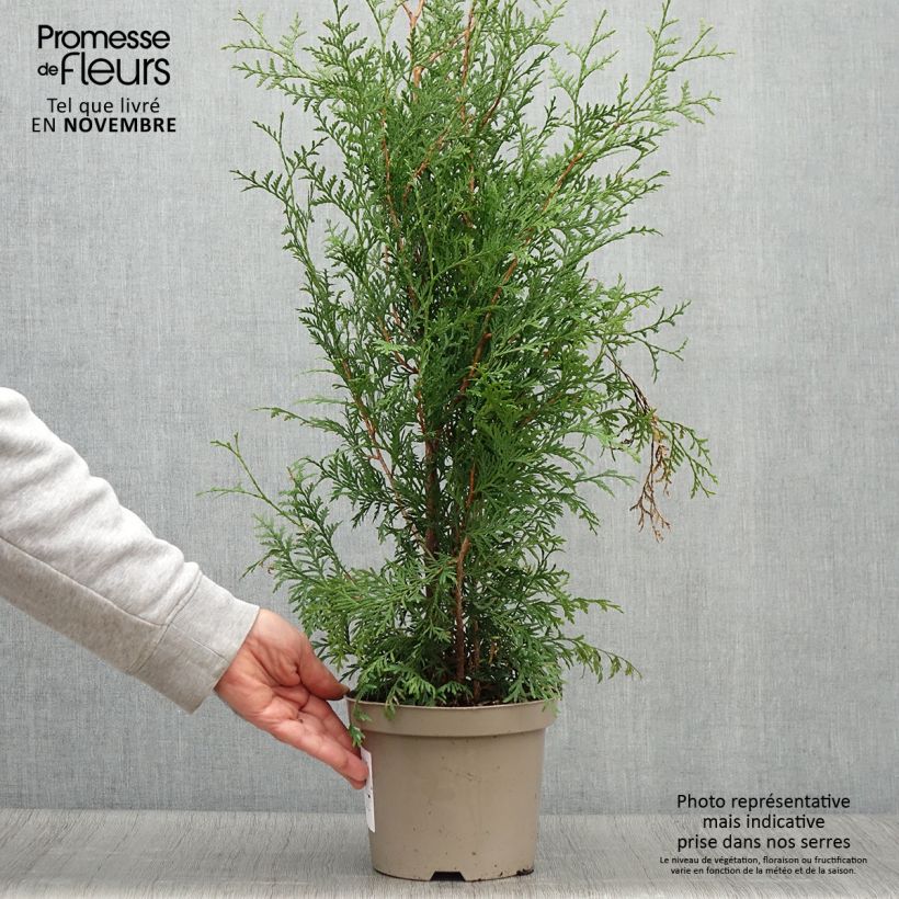 Amostra de Thuja occidentalis Brabant - Tuia-ocidental Vaso de 2 L/3 L tal como entregue no outono