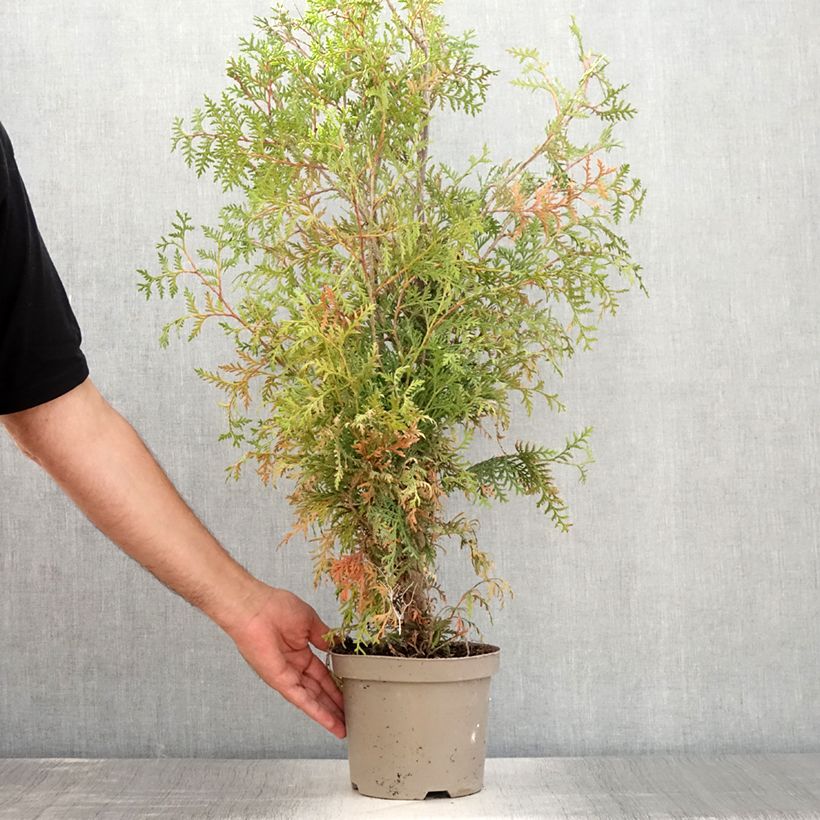 Amostra de Thuja occidentalis Brabant - Tuia-ocidental Vaso de 2 L/3 L tal como entregue no verão