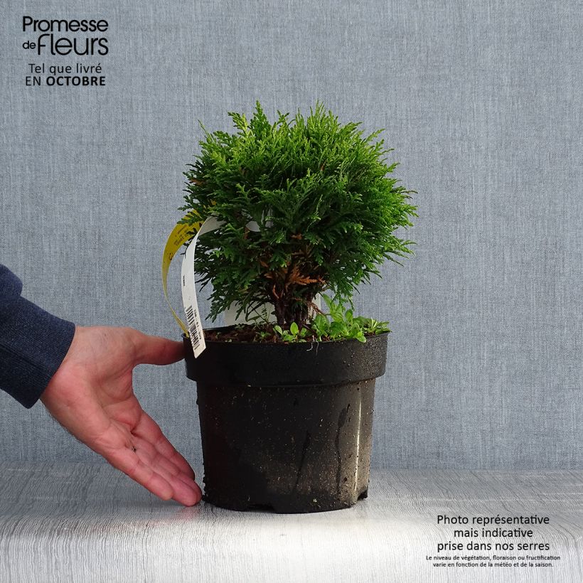 Amostra de Thuja occidentalis Danica - Tuia-ocidental Vaso de 2 L/3 L tal como entregue no outono