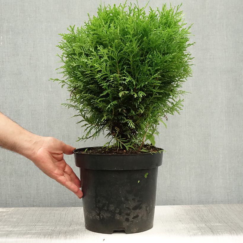 Amostra de Thuja occidentalis Danica - Tuia-ocidental Vaso de 7,5 L/10 L tal como entregue no verão