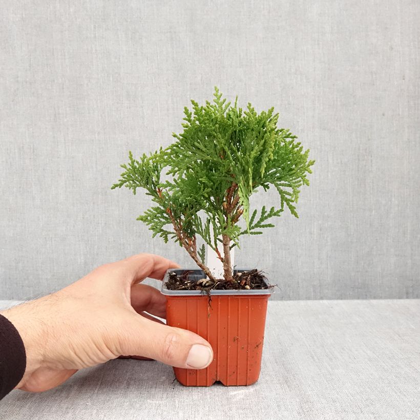 Amostra de Thuja occidentalis Danica - Tuia-ocidental Vaso de 8/9 cm tal como entregue no outono