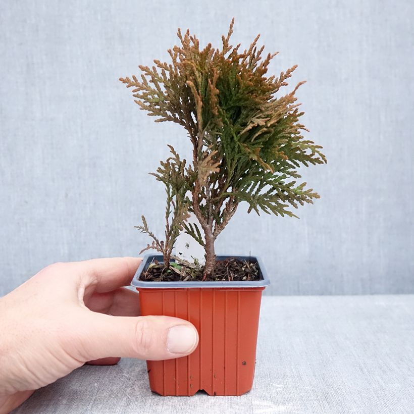 Amostra de Thuja occidentalis Danica - Tuia-ocidental Vaso de 8/9 cm tal como entregue no inverno
