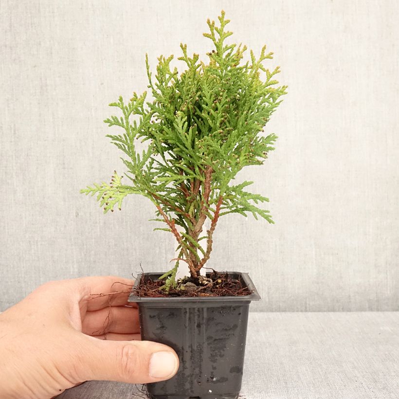 Amostra de Thuja occidentalis Danica - Tuia-ocidental Vaso de 8/9 cm tal como entregue na primavera