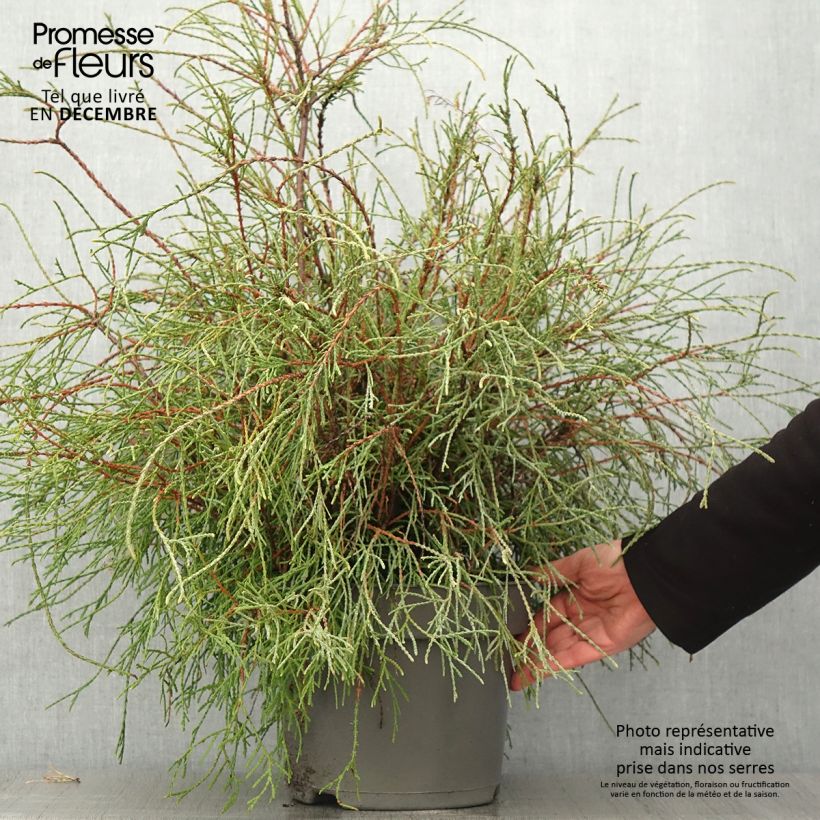 Amostra de Thuja occidentalis Filiformis - Tuia-ocidental Vaso de 7,5 L/10 L tal como entregue no outono