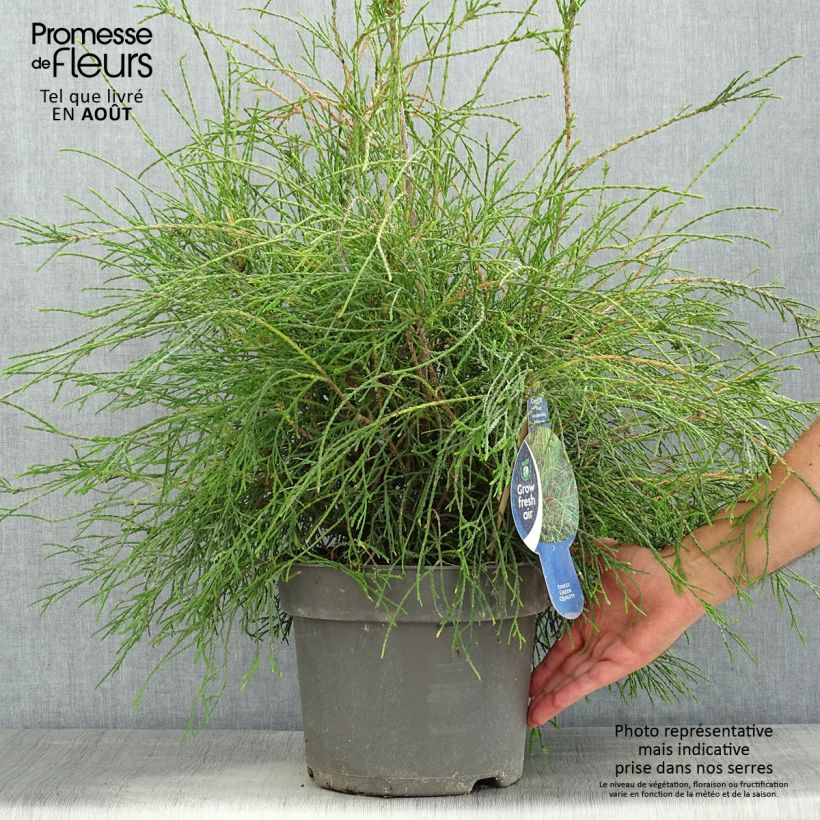 Amostra de Thuja occidentalis Filiformis - Tuia-ocidental Vaso de 7,5 L/10 L tal como entregue no verão