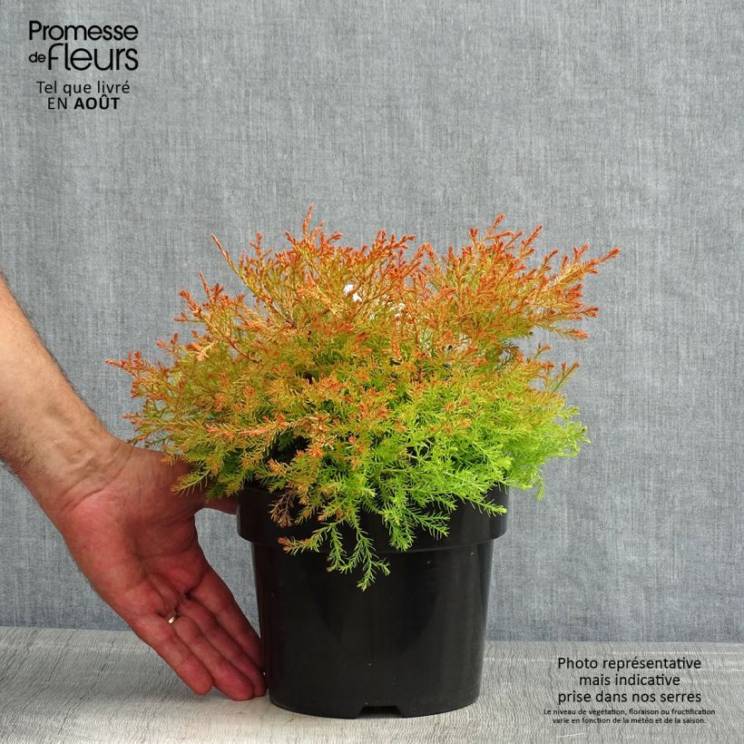 Amostra de Thuja occidentalis Fire Chief - Tuia-ocidental Vaso de 2 L/3 L tal como entregue no verão