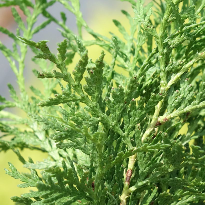 Thuja occidentalis Globosa Aurea - Tuia-ocidental (Folhagem)