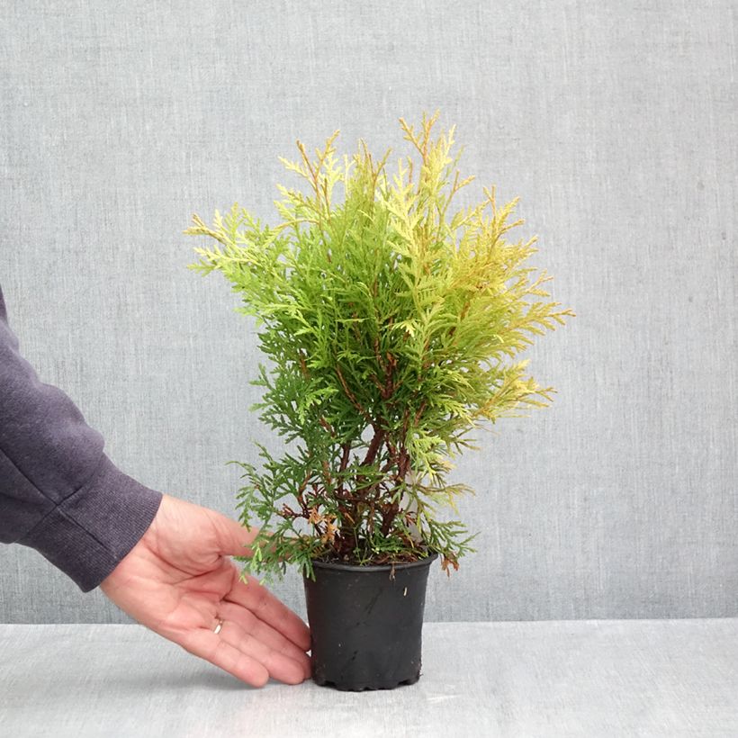 Amostra de Thuja occidentalis Globosa Aurea - Tuia-ocidental Vaso de 8/9 cm tal como entregue no outono