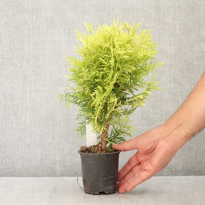 Amostra de Thuja occidentalis Globosa Aurea - Tuia-ocidental Vaso de 8/9 cm tal como entregue no verão