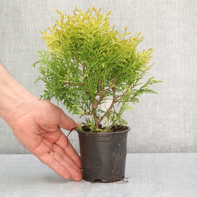 Amostra de Thuya du Canada - Thuja occidentalis Globosa Aurea Vaso de 8/9 cm tal como entregue na primavera