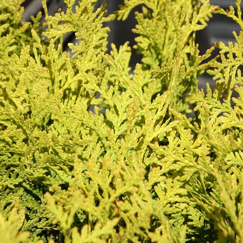 Thuja occidentalis Golden Brabant - Tuia-ocidental (Folhagem)