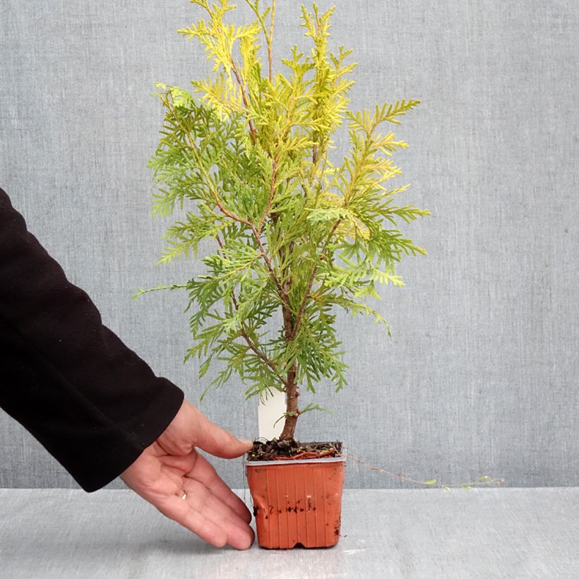 Amostra de Thuja occidentalis Golden Brabant - Tuia-ocidental Vaso de 8/9 cm tal como entregue no outono