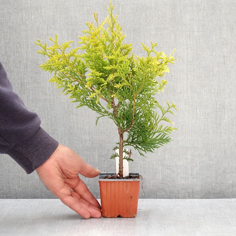 Amostra de Thuya du Canada - Thuja occidentalis Golden Brabant Vaso de 8/9 cm tal como entregue na primavera