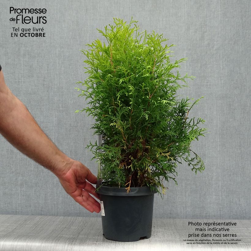 Amostra de Thuja occidentalis Golden Globe - Tuia-ocidental Vaso de 2 L/3 L tal como entregue no outono