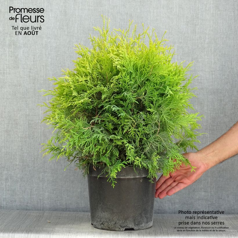 Amostra de Thuja occidentalis Golden Globe - Tuia-ocidental Vaso de 7,5 L/10 L tal como entregue no verão