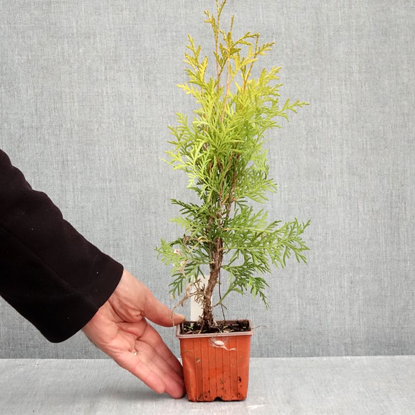 Amostra de Thuja occidentalis Golden Globe - Tuia-ocidental Vaso de 8/9 cm tal como entregue no outono