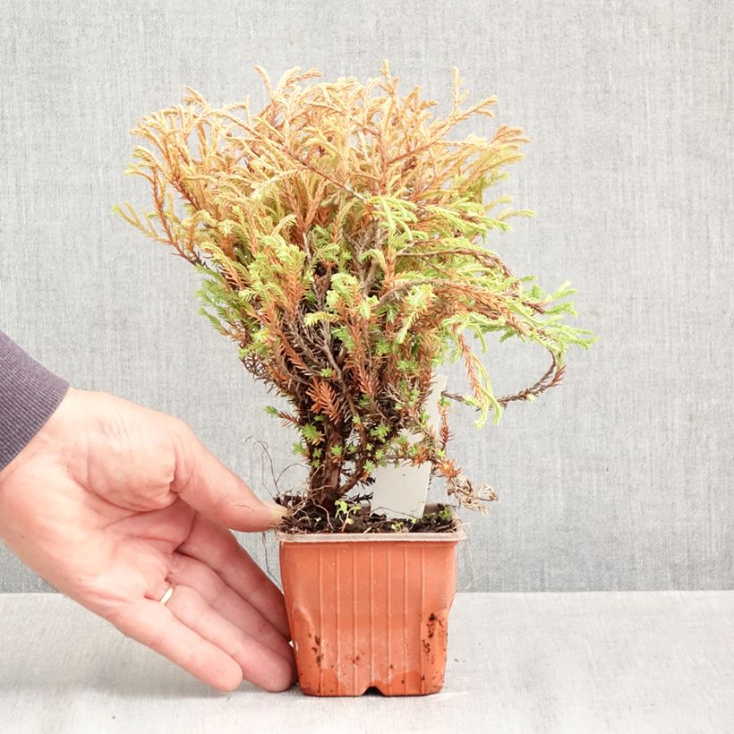 Amostra de Thuja occidentalis Golden Tuffet - Tuia-ocidental Vaso de 8/9 cm tal como entregue no outono
