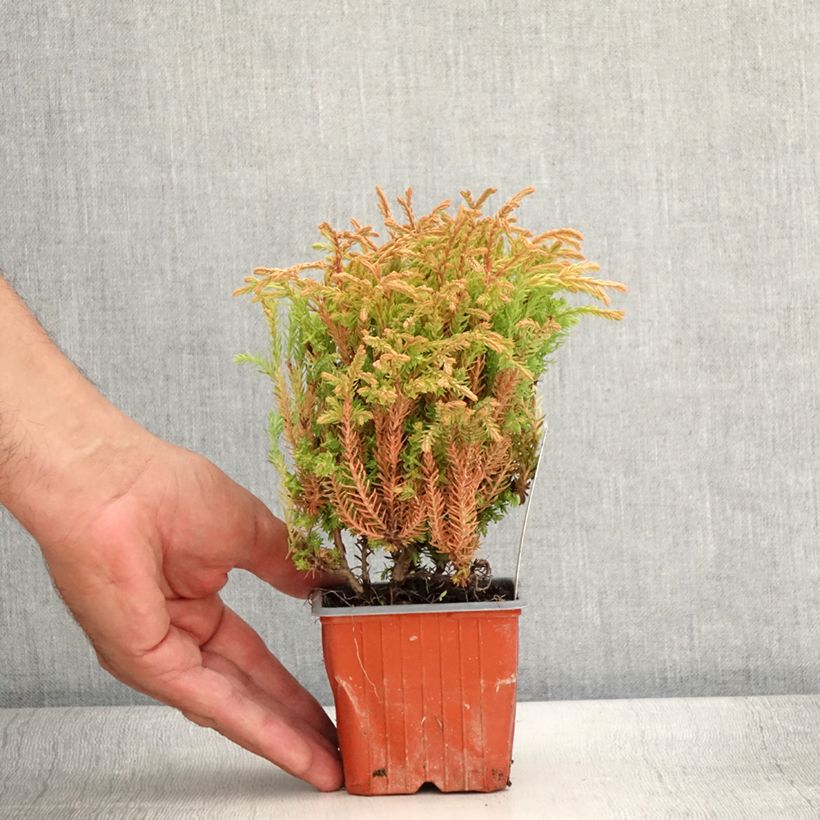 Amostra de Thuja occidentalis Golden Tuffet - Tuia-ocidental Vaso de 8/9 cm tal como entregue no verão