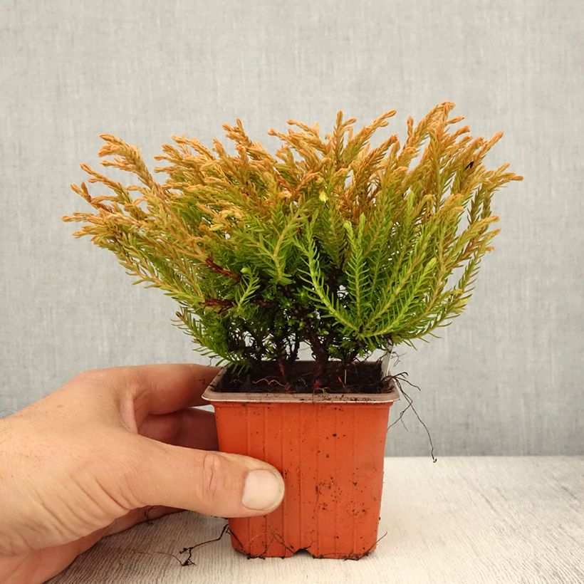 Amostra de Thuja occidentalis Golden Tuffet - Tuia-ocidental Vaso de 8/9 cm tal como entregue na primavera