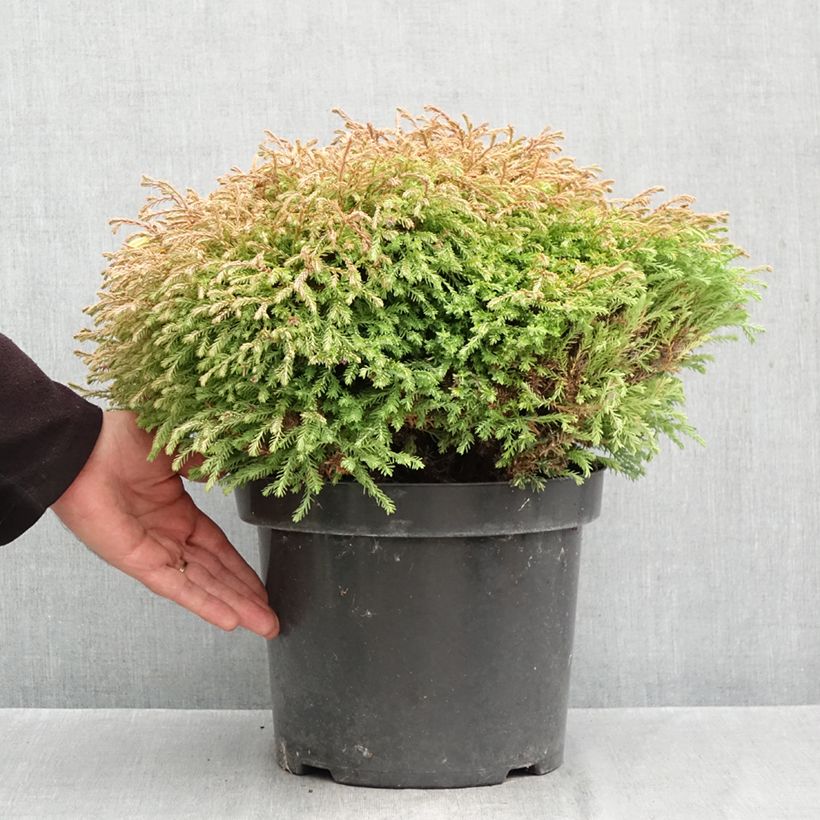 Amostra de Thuja occidentalis Golden Tuffet - Tuia-ocidental Vaso de 7,5 L/10 L tal como entregue no outono