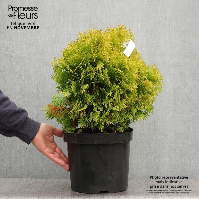 Amostra de Thuja occidentalis Jantar - Tuia-ocidental Vaso de 7,5 L/10 L tal como entregue no outono
