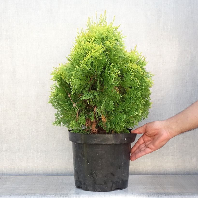 Amostra de Thuja occidentalis Jantar - Tuia-ocidental Vaso de 7,5 L/10 L tal como entregue no verão