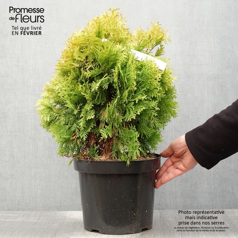 Amostra de Thuja occidentalis Jantar - Tuia-ocidental Vaso de 7,5 L/10 L tal como entregue no inverno