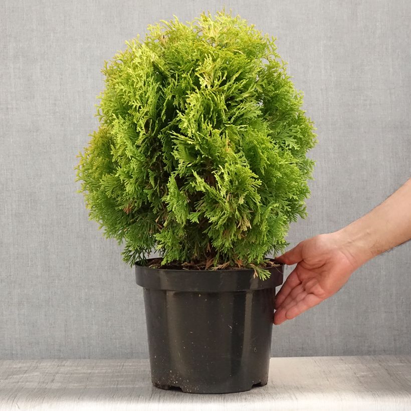 Amostra de Thuja occidentalis Jantar - Tuia-ocidental Vaso de 7,5 L/10 L tal como entregue na primavera