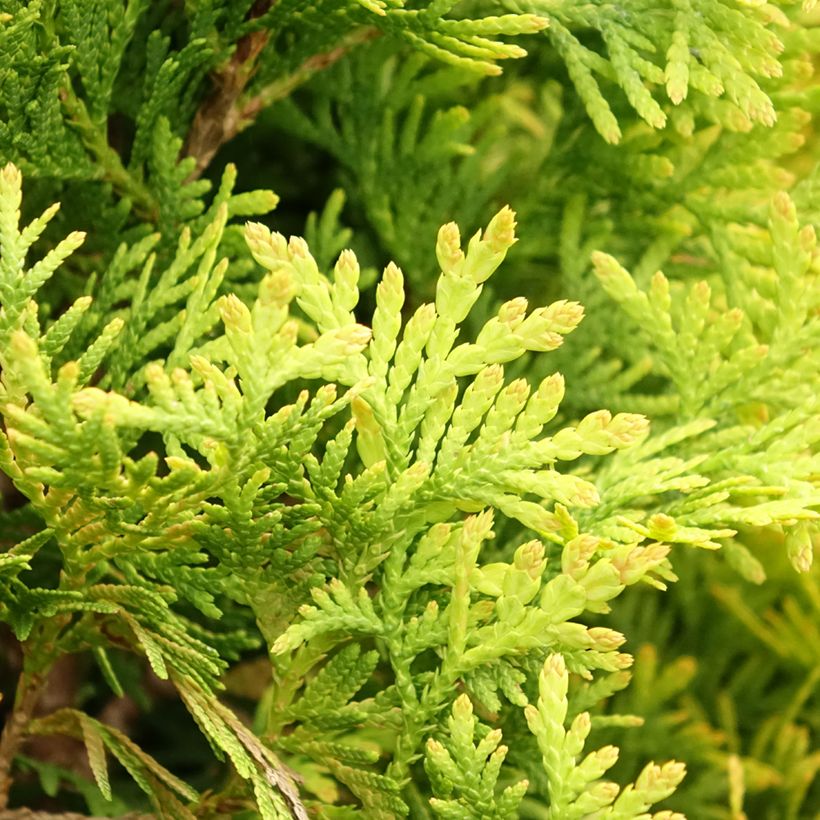 Thuja occidentalis Jantar - Tuia-ocidental (Folhagem)