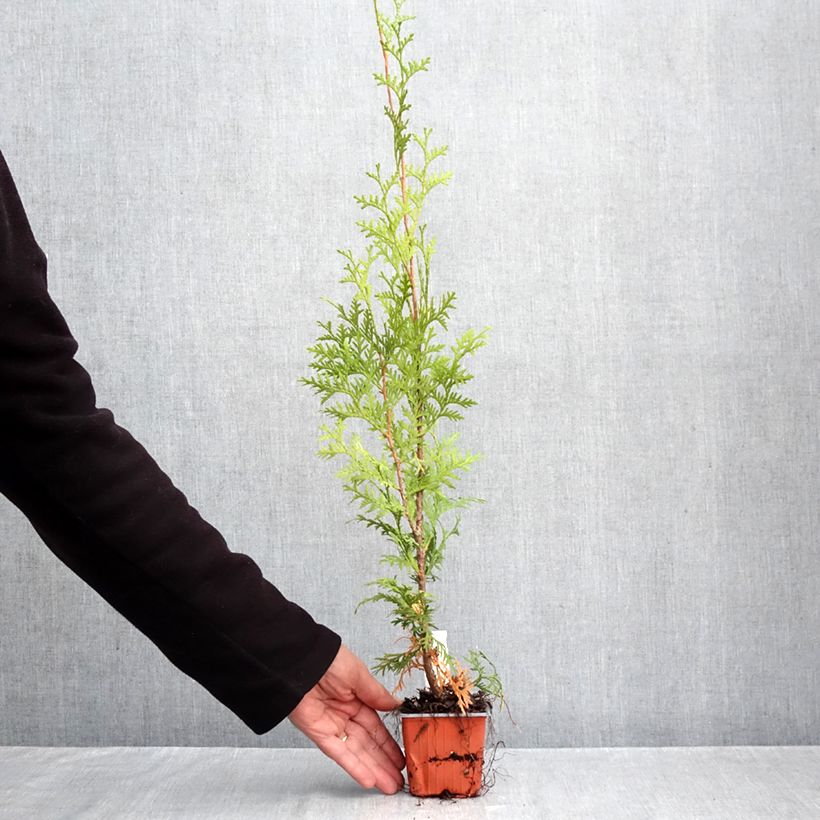 Amostra de Thuja occidentalis King of Brabant - Tuia-ocidental Vaso de 8/9 cm tal como entregue no outono