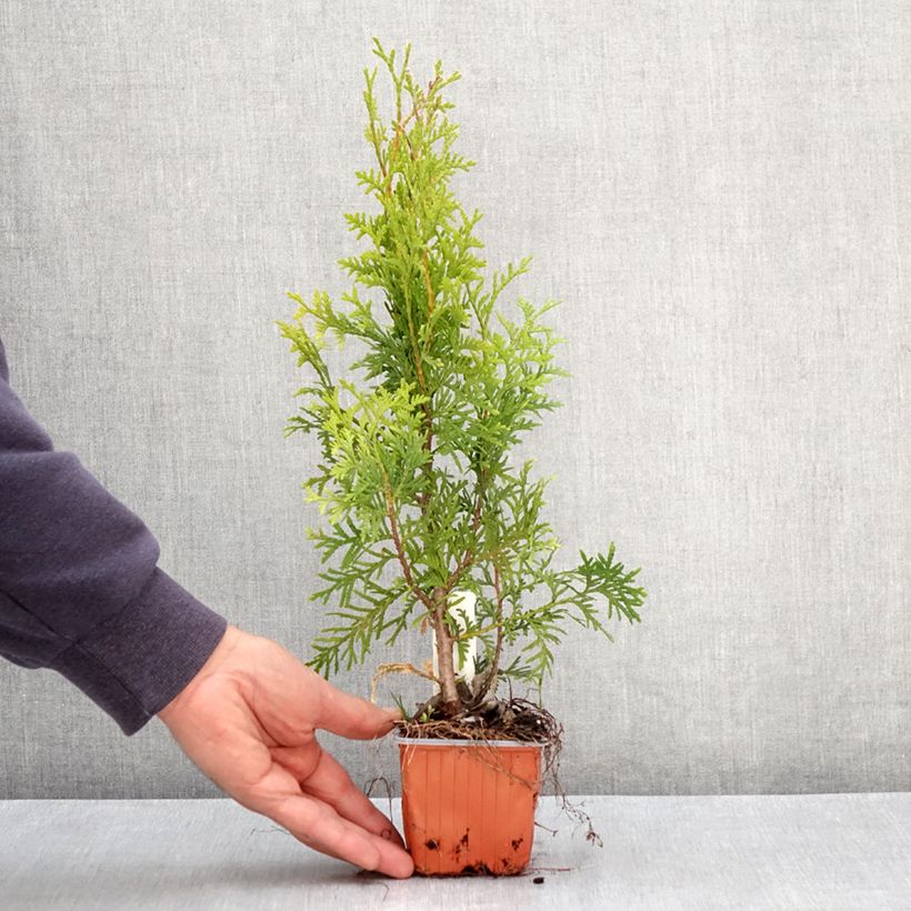 Amostra de Thuya du Canada - Thuja occidentalis King of Brabant Godet de 8/9 cm tal como entregue na primavera