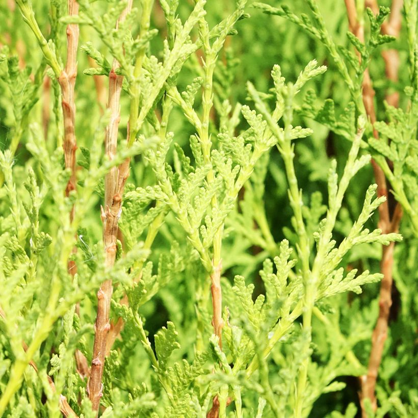Thuja occidentalis Malonyana Aurea - Tuia-ocidental (Folhagem)
