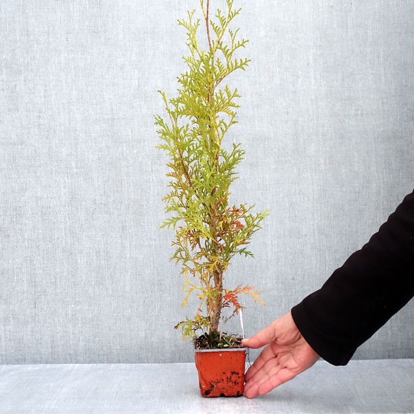 Amostra de Thuja occidentalis Malonyana Aurea - Tuia-ocidental Vaso de 8/9 cm tal como entregue no outono
