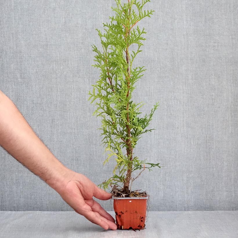 Amostra de Thuya du Canada - Thuja occidentalis Malonyana Aurea Vaso de 8/9 cm tal como entregue no verão