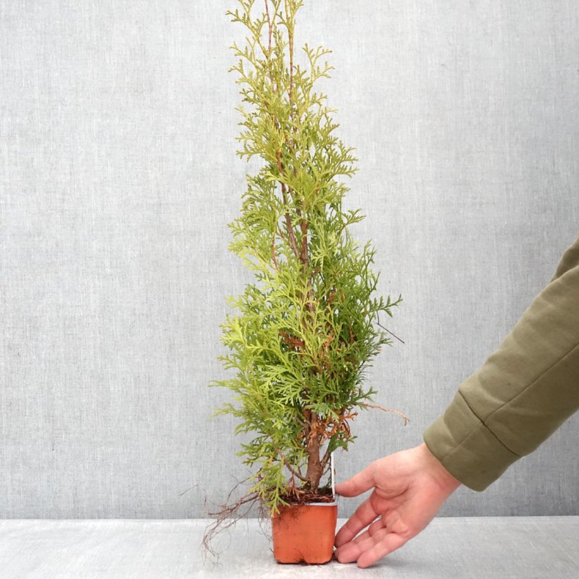 Amostra de Thuja occidentalis Malonyana Aurea - Tuia-ocidental Vaso de 8/9 cm tal como entregue no inverno