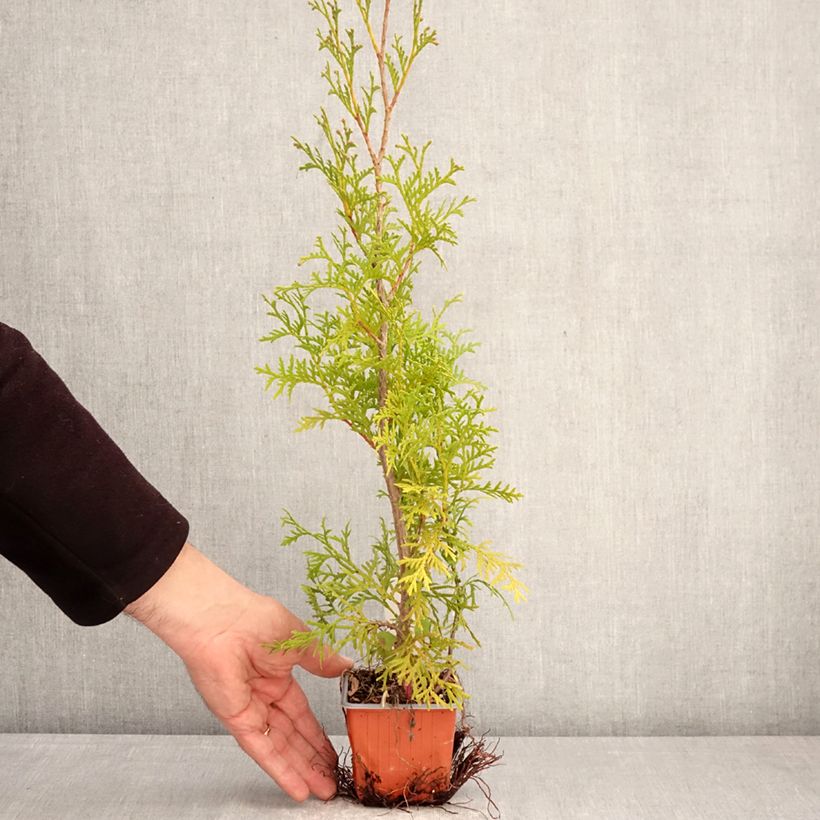 Amostra de Thuja occidentalis Malonyana Aurea - Tuia-ocidental Vaso de 8/9 cm tal como entregue na primavera