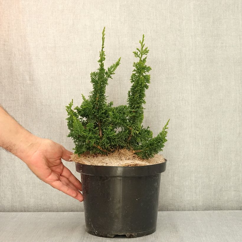 Amostra de Thuja occidentalis Malonyana Holub - Tuia-ocidental Vaso de 4 L/5 L tal como entregue no verão