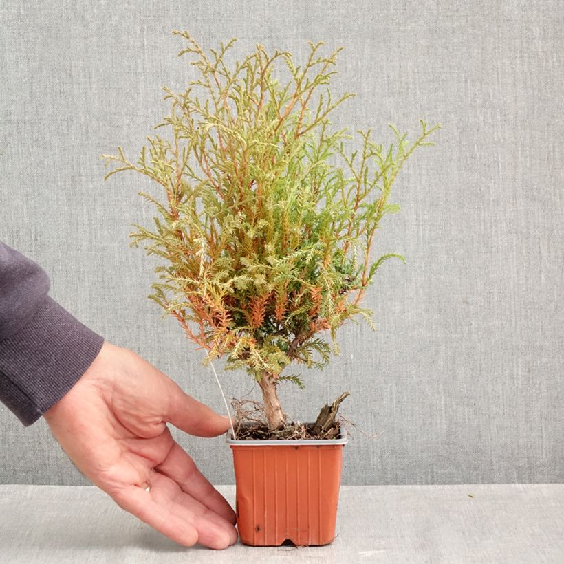 Amostra de Thuja occidentalis Mr Bowling Ball - Tuia-ocidental Vaso de 8/9 cm tal como entregue no outono