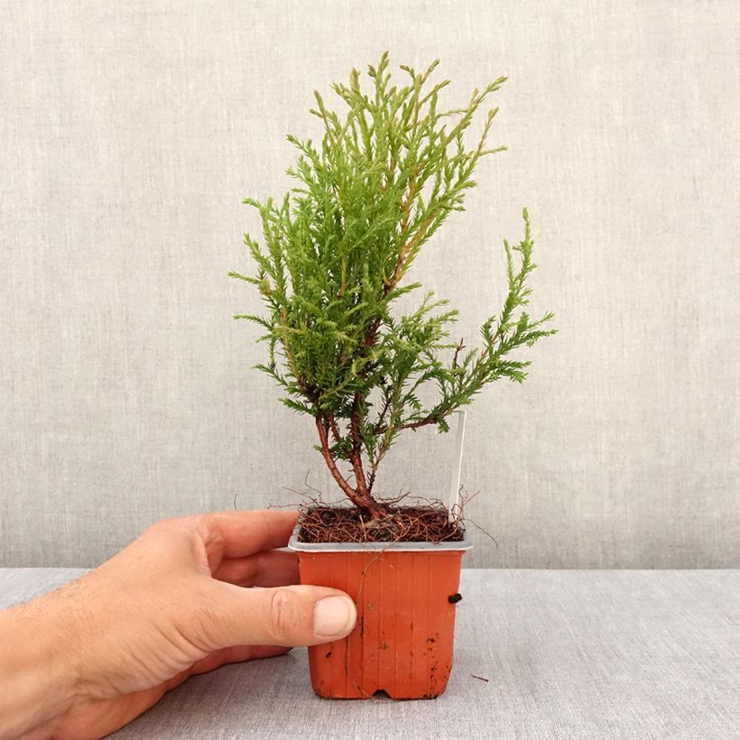 Amostra de Thuja occidentalis Mr Bowling Ball - Tuia-ocidental Vaso de 8/9 cm tal como entregue na primavera